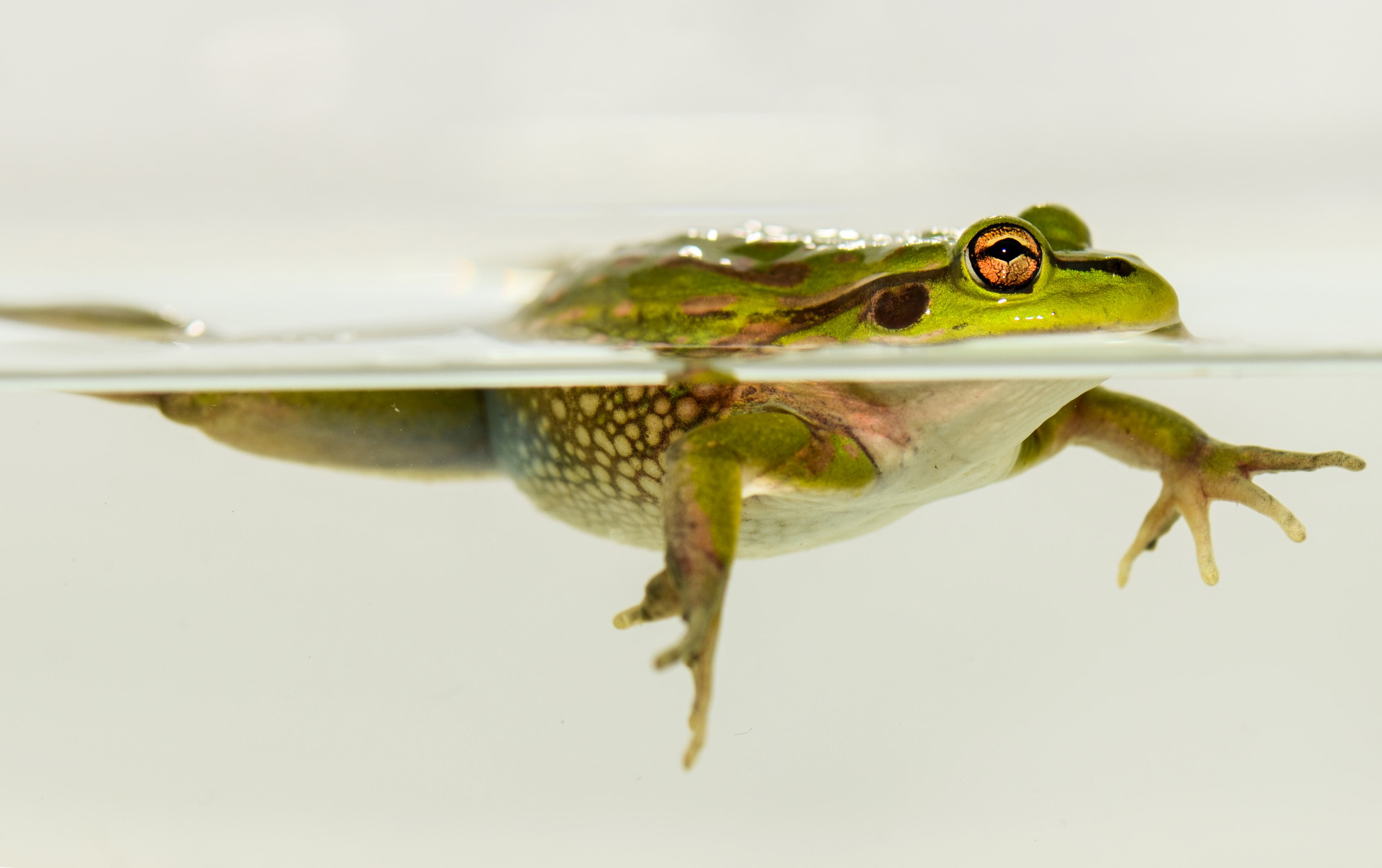 DSC_7123 – Green, Bell, Frog, Litoria, aurea, introduced, new zealand, nz, new, zealand, crispin